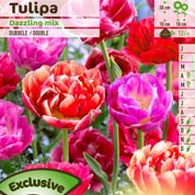 Tulipán doble tardío en mezcla